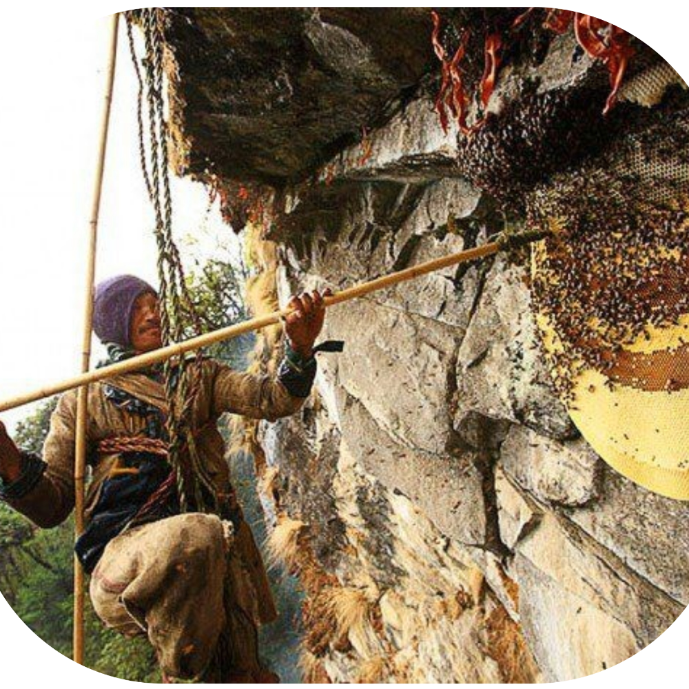 خواص عسل وحشی کوهستان